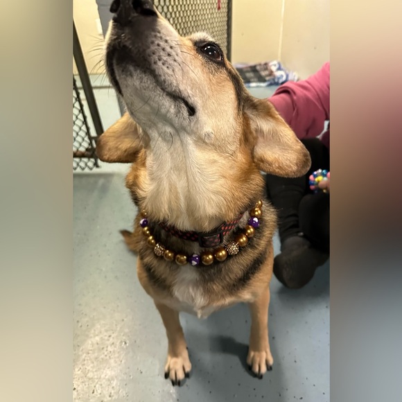 Designer Dog Necklaces - Picture 2 of 13